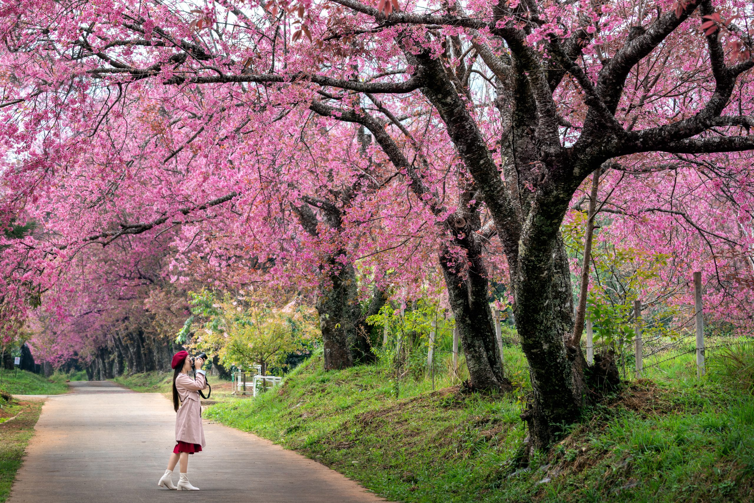 Japanese culture dream country: People enjoying Hanami cherry blossom festival in Japan